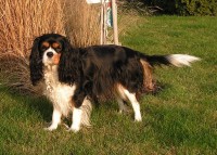 První kavalírka sametová